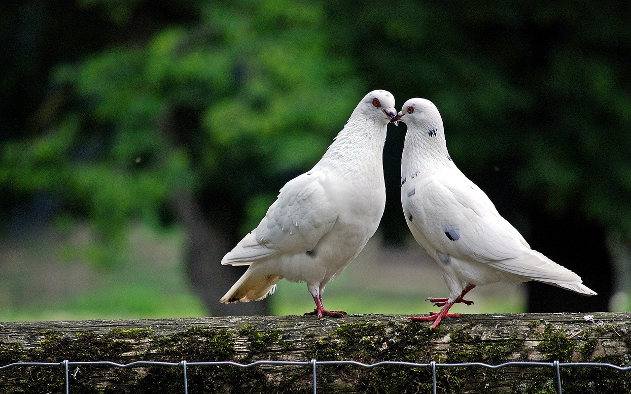 TAUBEN – DOVES